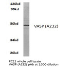 VASP (A232) pAb