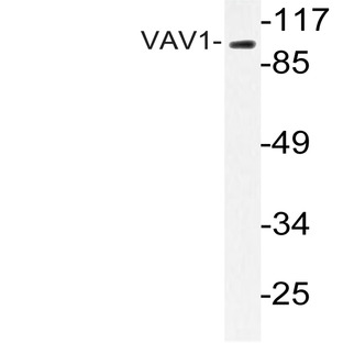 VaV1 (A168) pAb