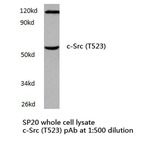 c-Src (T523) pAb
