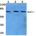 Raf-1 (P332) pAb
