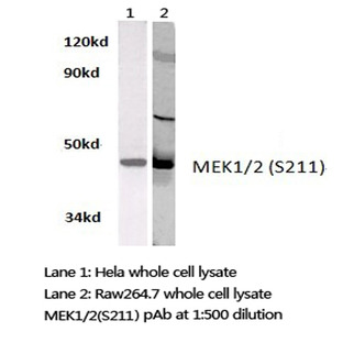 MEK1/2 (S211) pAb