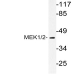 MEK1/2 (I215) pAb