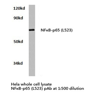 NFkB-p65 (L523) pAb