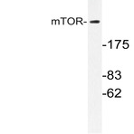 mTOR (S2442) pAb