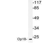 Op18 (A18) pAb