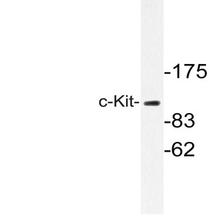 c-Kit (S715) pAb