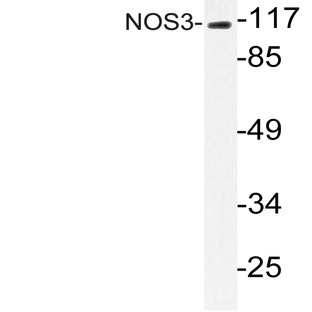 NOS3 (G488) pAb