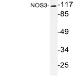 NOS3 (G488) pAb