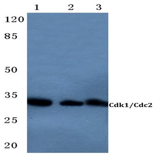 Cdk1/Cdc2 (K9) pAb