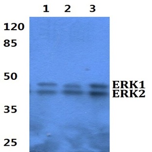 ERK1/2 (D196) pAb