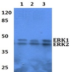 ERK1/2 (D196) pAb