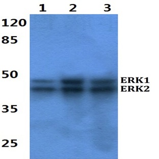 ERK1/2 (H197) pAb