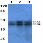 ERK1/2 (H197) pAb