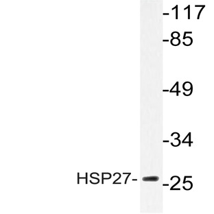 HSP27 (A72) pAb