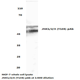 JNK1/2/3 (Y185) pAb