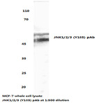 JNK1/2/3 (Y185) pAb