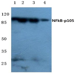 NFkB-p105 (D926) pAb