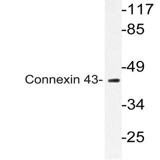 Connexin 43 (R361) pAb