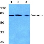 Cortactin (P415) pAb