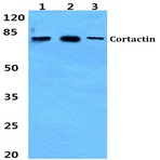 Cortactin (Y460) pAb