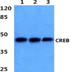 CREB (K123) pAb