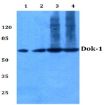 Dok-1 (R392) pAb