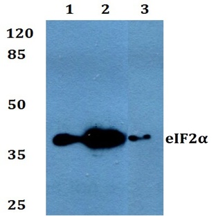 eIF2(alpha) (I45) pAb