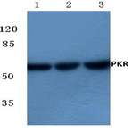 PKR (R445) pAb