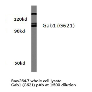Gab1 (G621) pAb