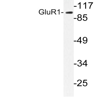 GluR1 (S857) pAb