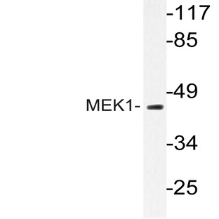 MEK1 (T286) pAb