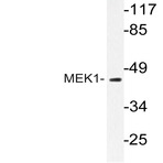 MEK1 (T286) pAb