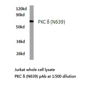 PKC (delta) (N639) pAb