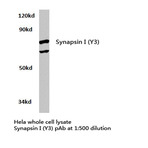 Synapsin I (Y3) pAb