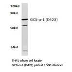 GCS-(alpha)-1 (D423) pAb