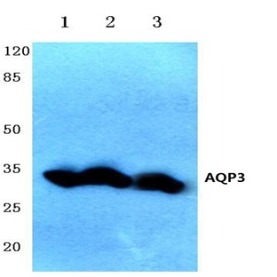 AQP3 (V214) pAb