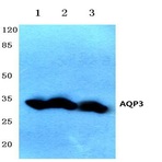 AQP3 (V214) pAb