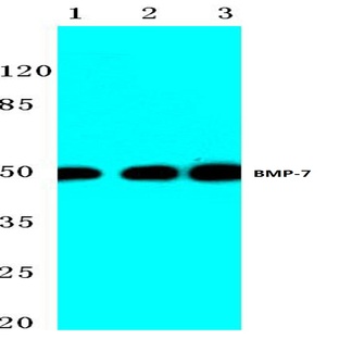 BMP-7 (E173) pAb