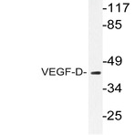 VEGF-D (I202) pAb