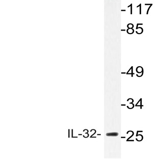 IL-32 (K226) pAb