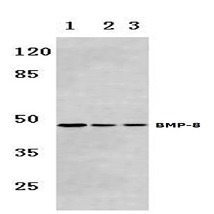 BMP-8 (E90) pAb