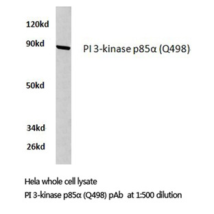 PI3K p85(alpha) (Q498) pAb