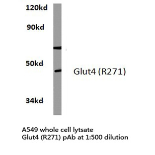 Glut 4 (R271) pAb