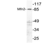 Mfn2 (F403) pAb