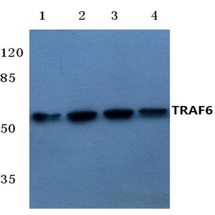 TRAF6 (H154) pAb