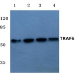 TRAF6 (H154) pAb