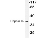 Pepsin C (F306) pAb