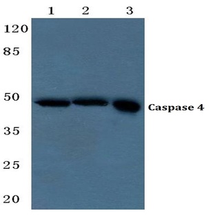 Caspase 4 (E124) pAb