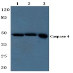 Caspase 4 (E124) pAb