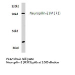 Neuropilin-2 (M373) pAb